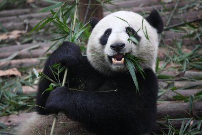 Panda Eating.jpg